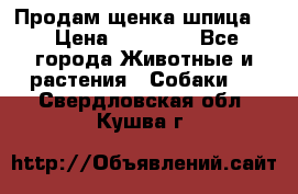 Продам щенка шпица.  › Цена ­ 15 000 - Все города Животные и растения » Собаки   . Свердловская обл.,Кушва г.